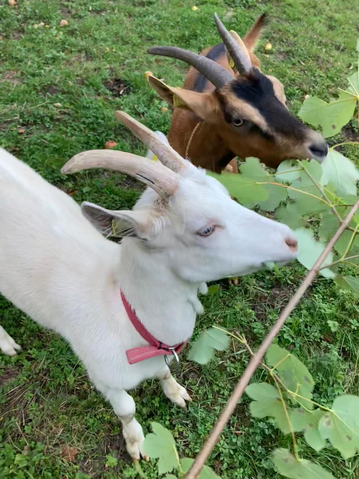 Moritz und Sahra beim Fressen