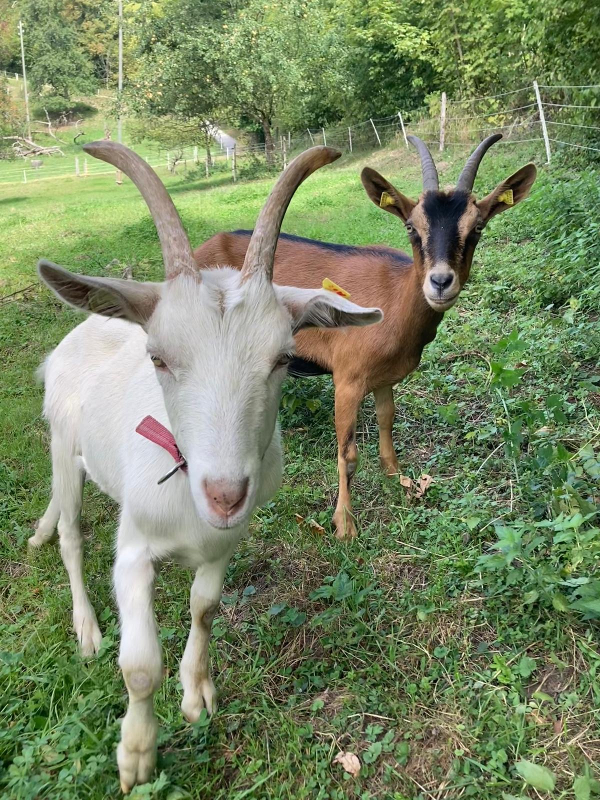 Moritz (weiss) und Sahra (braun) auf der Wiese
